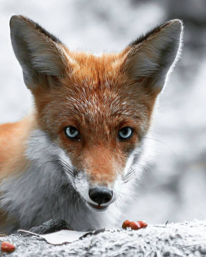 Wildlife Finland: Dreamlike Animal Portraits by Joachim Munter