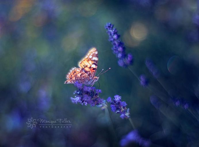 Beautiful Macro Photos of Flowers and Butterflies by Monique Felber