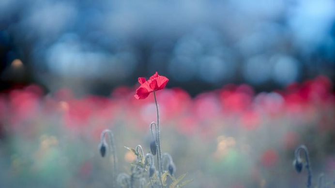 Beautiful Macro Flower Photography by Miyako Koumura