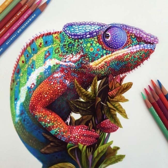 Vibrant Pencil Drawings Full With Colors