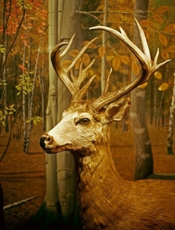 matt kalinowski photography » somewhere #photo #deer