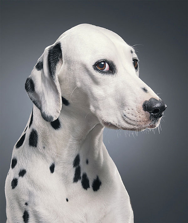 The Reel Foto: Tim Flach: Top Dog #photography #dog #animals