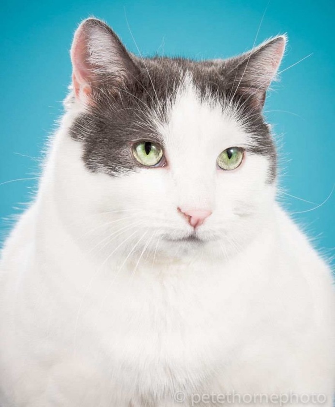 Fat Cats Project by Pete Thorne