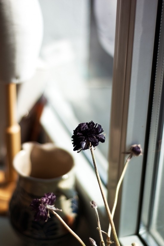 gabrieldesigns » + VOIX: Michael Sontag #royal #sontag #purple #flower #dried #light #michael