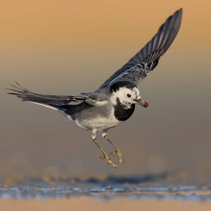 Birds of Italy: Beautiful Birds Photography by Lorenzo Magnolfi