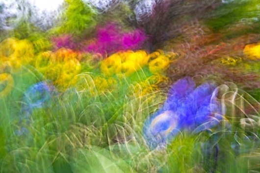 The garden of Monet #photography