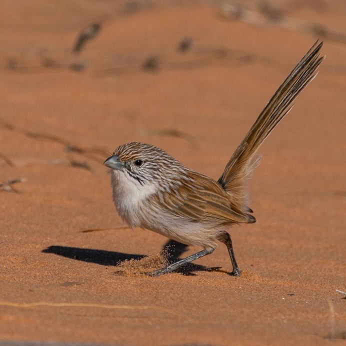 #birdstagram: Striking Bird Photography by Michael Jury