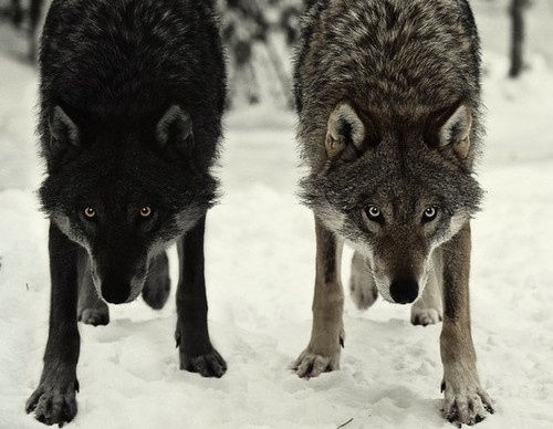 tumblr_l0ffkxIRQg1qzs56do1_500.jpg (500×388) #wolves