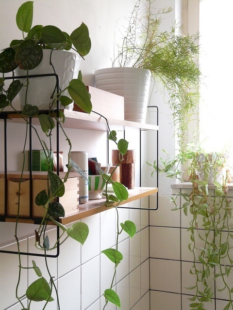 Pinned Image #tiles #plant