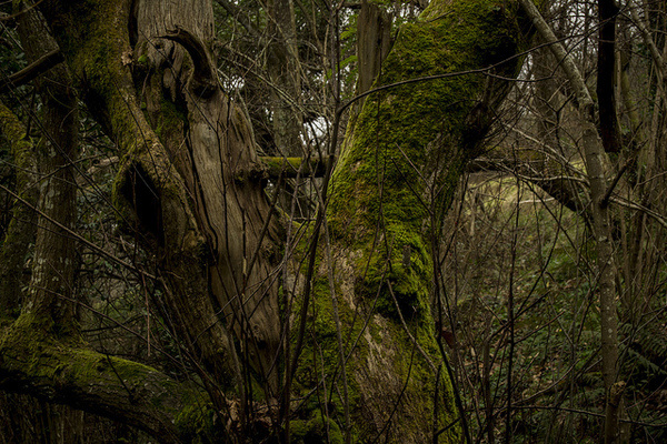 Forest | Flickr: Intercambio de fotos #rain #bosque #forest #moss #green
