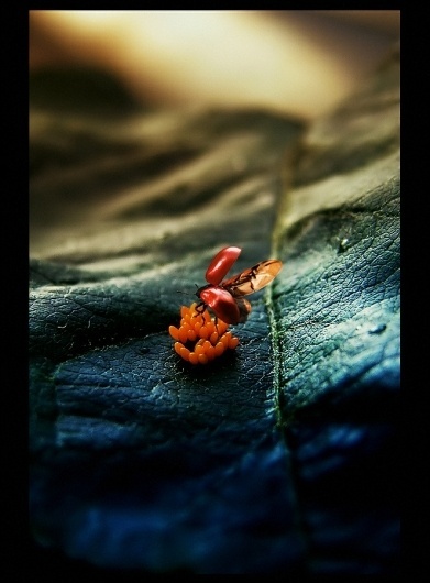 500px / Untitled photo by EMERALD WAKE #leaf #photo #bug #photograph #bokeh #flying #insect #beetle #macro