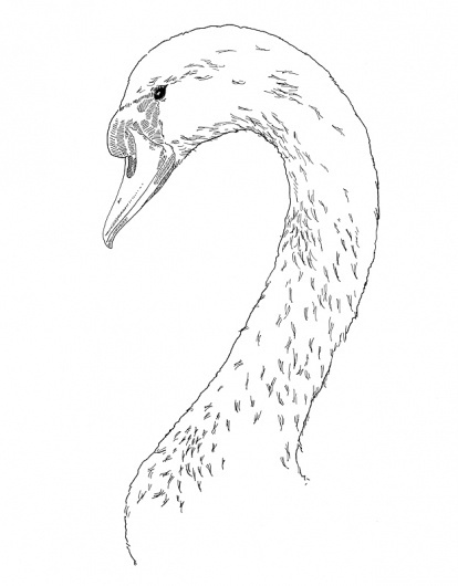 James Tuomey - Swan, 2011 #dublin #fringe #ink #white #swan #tuomey #black #james #illustration #drawing