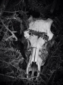 Bull Skull #skeleton #photography #skull #bull #viking