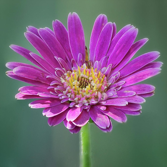 daisy painting & daisy paint by number #painting
