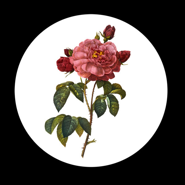 Natalie Shau - Adobe Remix on Behance #rose