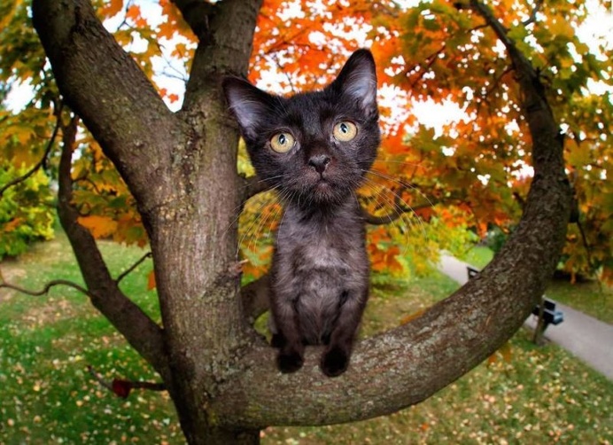 Adorable Cats And Kittens Flying Through The Air by Seth Casteel