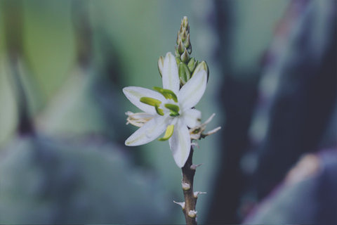 Flower #flower #cacti #plants