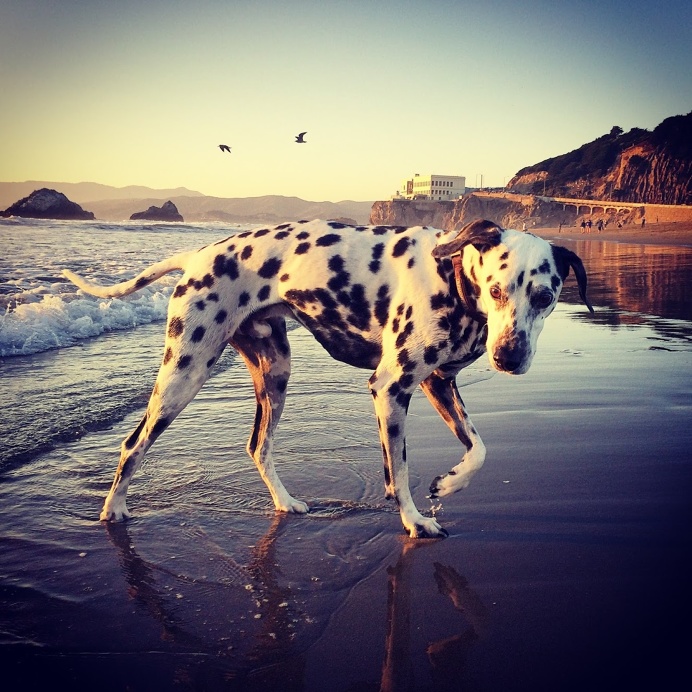 #dalmatian #dog #blackandwhite #photography #california #bigsur #design #love
