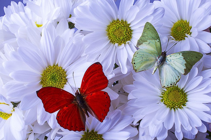 daisy painting & daisy paint by number #painting