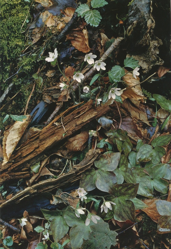 Eliot Porter