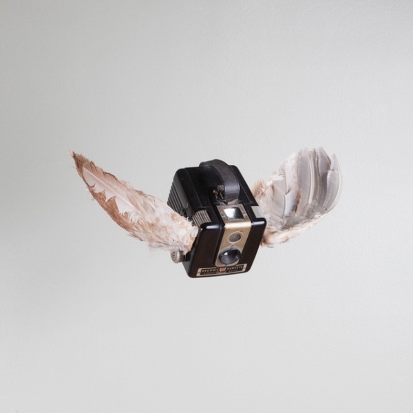 Birds Of Aperture by Paul Octavious #photography