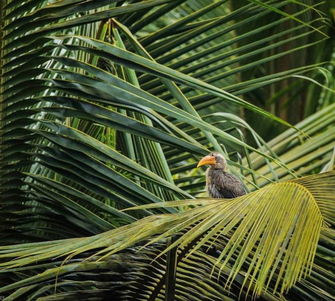 #kings_birds: Fine Art Birds Photography by Saurabh Desai