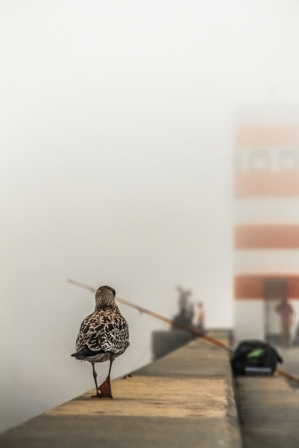 when fog reaches lighthouse #photography
