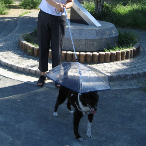 Pet Umbrella With Leash #gadget