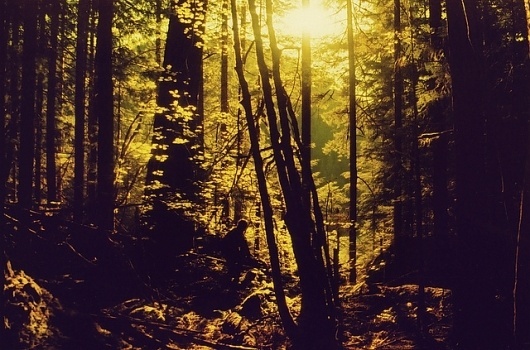 Alison Scarpulla's Portfolio #photography #film
