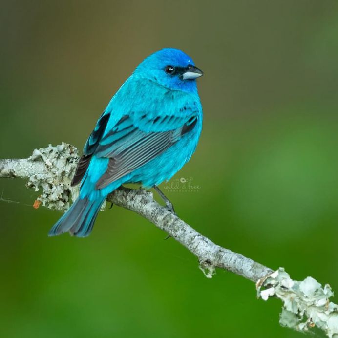 #birds_adored: Wonderful Birds Photography by Lee Anne Russell