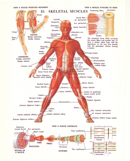 All sizes | 1970s Medical Illustration Diagrams | Flickr - Photo Sharing! #1970s #illustration #science #body #skeleton #diagram #human #mus