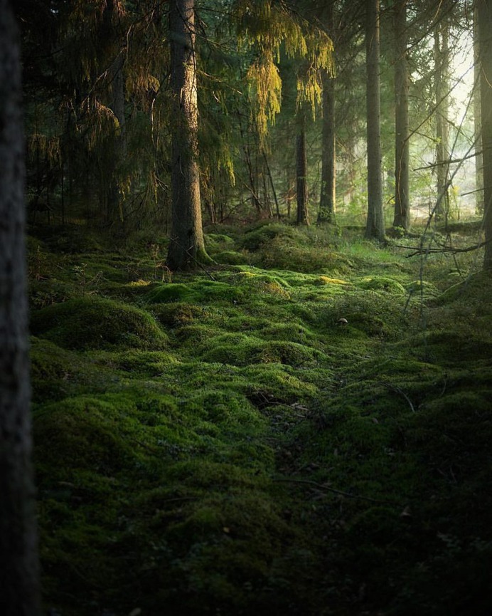 Alluring Nature and Outdoor Landscapes by Linus Englund