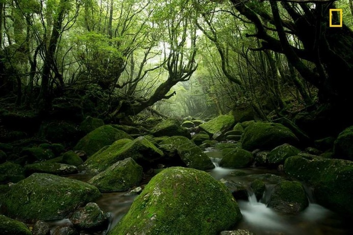 Moss Forest by Tetsuya Hosokawa