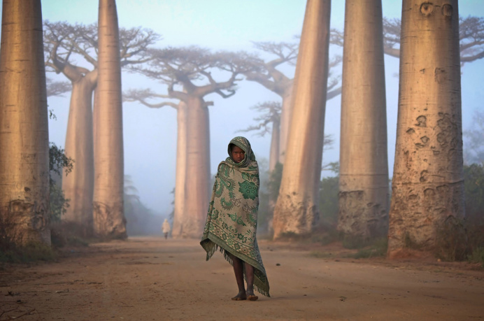 Menina malagasy caminha entre as árvores Baobab
