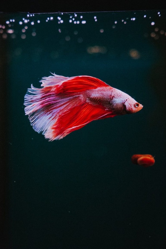 Betta Fish