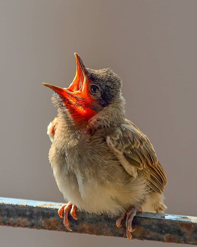 Birds of India: Majestic Birds Photography by Nitin A.Chavan