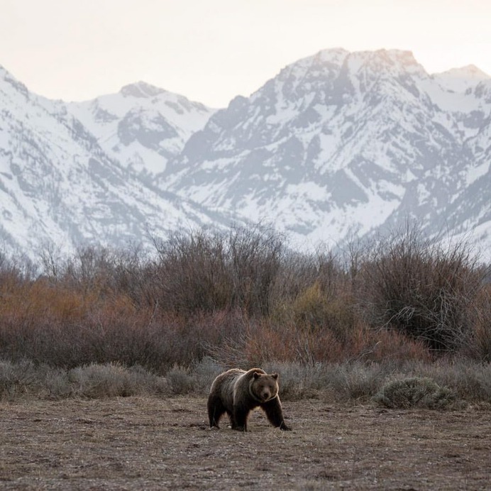 Amazing Wild Animals in Grand Teton National Park by Nick Sulzer