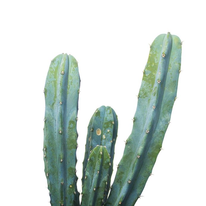 W - 36 Days of Type 2018 by Studio Lookout #typography #photography #studiolookout #36daysoftype #cactus #plants #graphicdesign