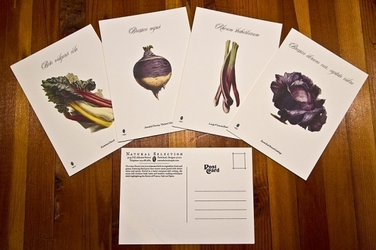 Natural Selection: Restaurant name, Branding and Identity design / The Official Manufacturing Company #post #card #design #graphic