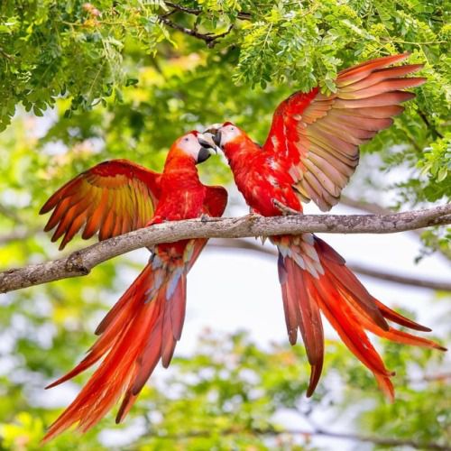 Photogrist Photo Tumblr — Bird Photography by Damilice Mansur