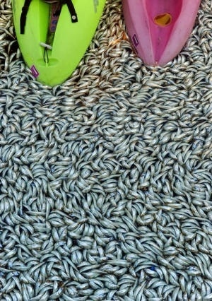 Billions of dead fish invade Redondo's King Harbor Marina - ContraCostaTimes.com #beach #sardines #redondo #harbor