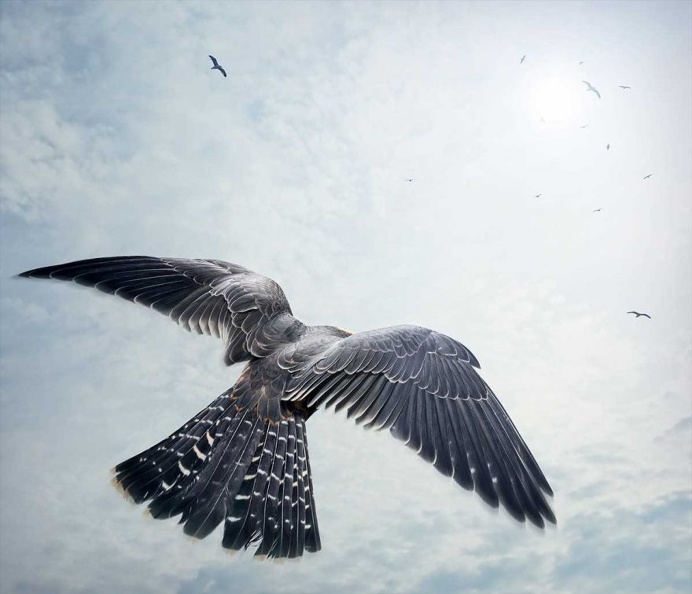 Birds of Prey: Fine Art Photography by Zack Seckler