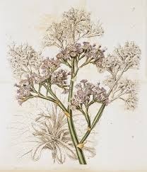 botanical illustration