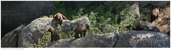 Sven Kils - Photography / Fotografie (California Set 2) #wild #bear #nature #yosemite