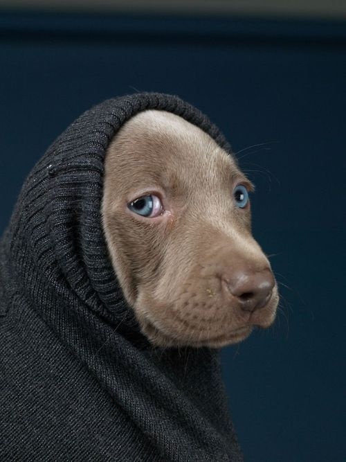Pup #eyes #puppy #cute #blue #dog