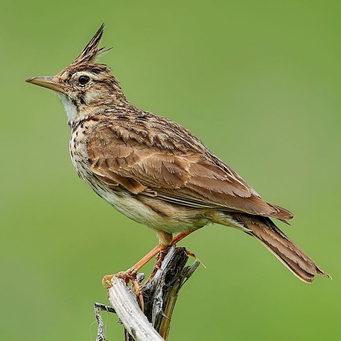 #birdstagram: Graceful Bird Photography by Peter Kühn