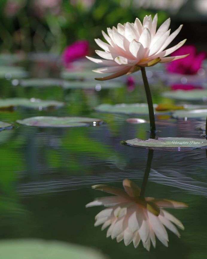 Gorgeous Water lily by Haru