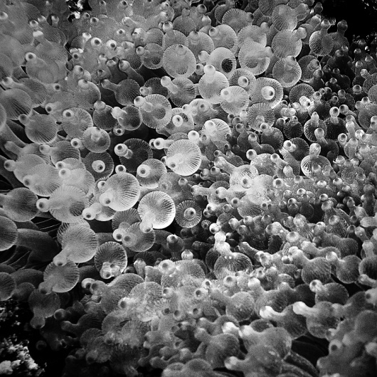 水中の写真 : Hengki Koentjoro Photography | Ghost Room #ocean #mono #photography