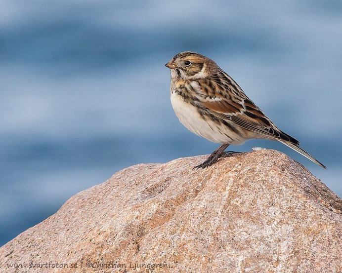 #bird_brilliance: Smashing Birds Photography by Christian Ljunggren