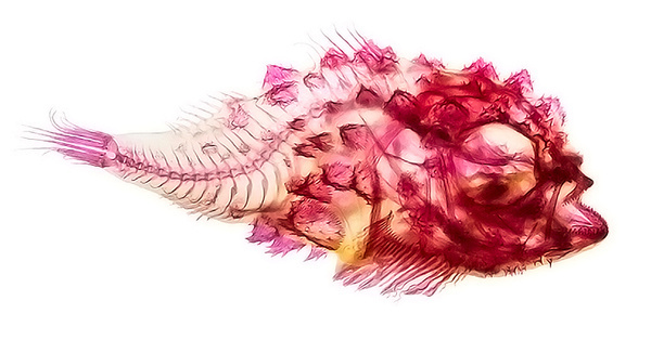 adam summers dyes fish specimens to reveal their anatomy #fish #vertebra
